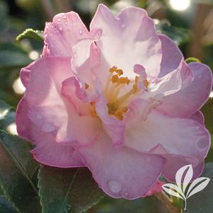 Camellia sasanqua 'Green 94-035' 