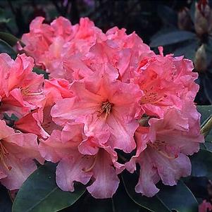 Rhododendron girard x 'Caroline' 