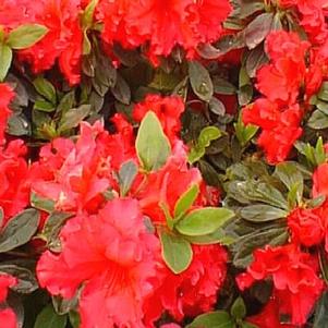 Rhododendron Belgian x 'Red Ruffles' 
