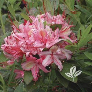 Rhododendron 'Weston's Lollipop' 