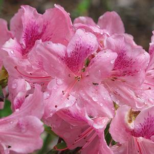 Rhododendron 'Chalet Orchid' 