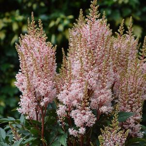 Astilbe x arendsii 'Look At Me' 