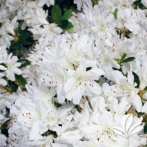 Rhododendron kurume x 'Snow' 