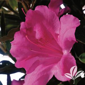 Rhododendron x 'Conlec' 