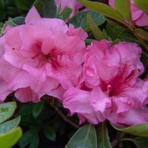 Rhododendron x 'RLH2-3P8' 
