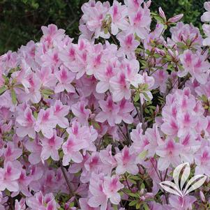 Rhododendron indica 'George Lindley Taber' 