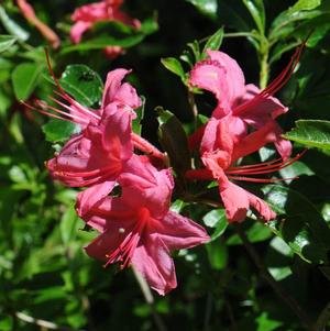 Rhododendron x 'Weston's Parade' 