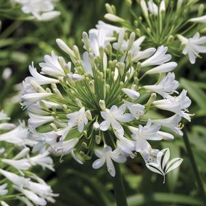 Agapanthus africanus 'White Lily of the Nile' 