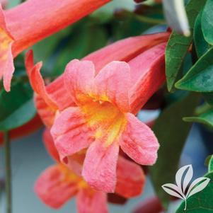 Bignonia capreolata 'Tangerine Beauty' 