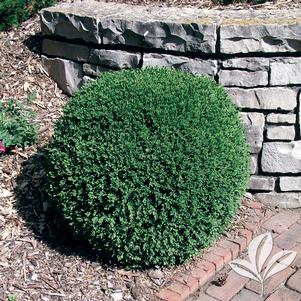 Buxus microphylla 'Wintergreen' 