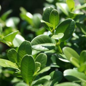 Buxus microphylla var. japonica 'Green Beauty' 