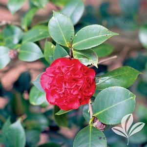 Camellia japonica 'Professor Sargent' 