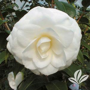 Camellia japonica 'White By the Gate' 
