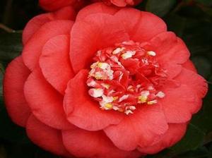 Camellia japonica 'April Tryst' 