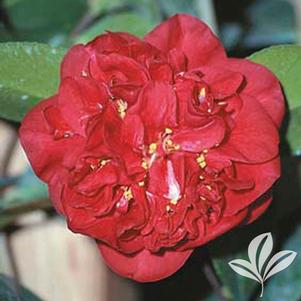 Camellia japonica 'Kramer's Supreme' 