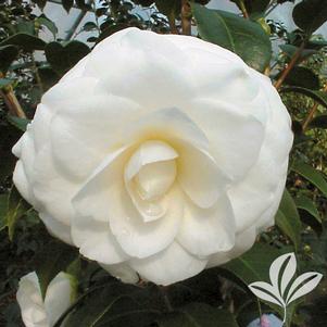 Camellia japonica 'White by the Gate' 