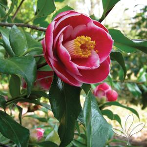 Camellia japonica 'Sadaharu Oh' 
