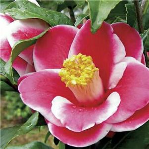 Camellia japonica 'Katsuya Nomura' 