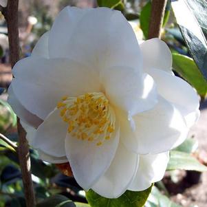 Camellia japonica 'Daijokhan' 