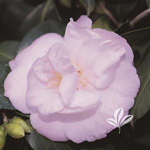 Camellia japonica 'April Remembered' 