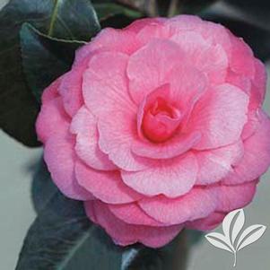 Camellia japonica 'April Kiss' 