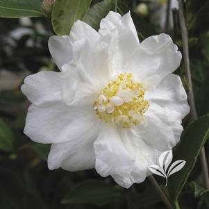 Camellia x 'Winter's Snowman' 