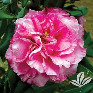 Camellia x 'Egao Corkscrew' 