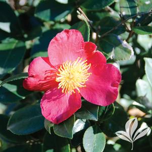 Camellia sasanqua 'tdn 1116' 