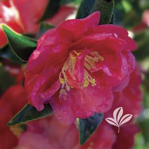 Camellia sasanqua 'Green 98-009' 