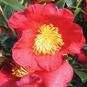 Camellia sasanqua 'Yuletide Variegata' 