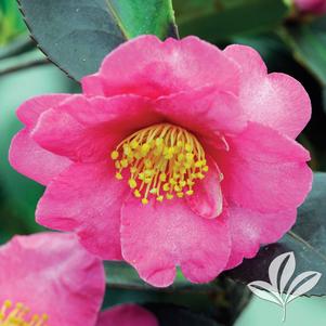 Camellia sasanqua (C. hiemalis) 'Kanjiro' 