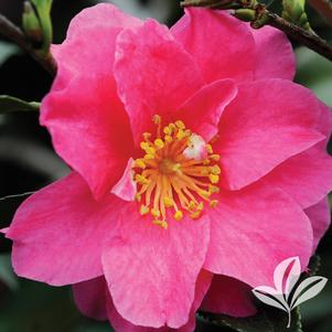 Camellia sasanqua (C. hiemalis) 'Shishi' 
