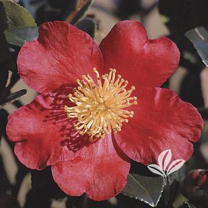 Camellia sasanqua 'Yuletide' 