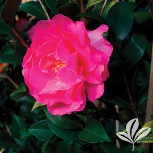 Camellia sasanqua 'Rose of Autumn' 