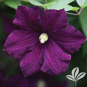 Clematis viticella 'Etoile Violette' 