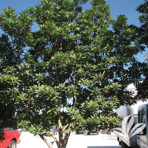Elaeocarpus decipiens 