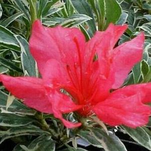 Rhododendron girard x 'Ashley Marie' 