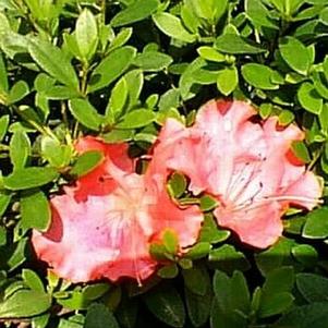 Rhododendron satsuki x 'Higasa' 