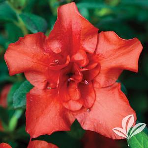 Rhododendron x 'Conleb' 