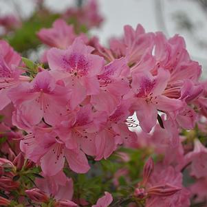 Rhododendron 'Chalet Glowing Pink' 