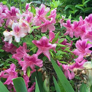 Rhododendron 'Chalet Plum' 