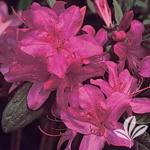 Rhododendron x 'Conlee' 