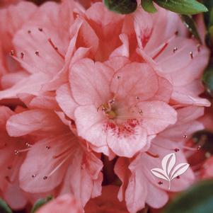 Rhododendron girard x 'Renee Michelle' 