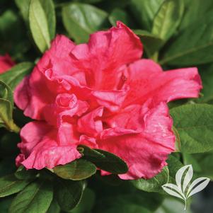 Rhododendron x 'RLH1-11P1' 