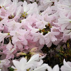 Rhododendron 'Chalet Frost' 