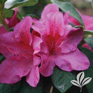 Rhododendron x 'RLH1-4P19' 