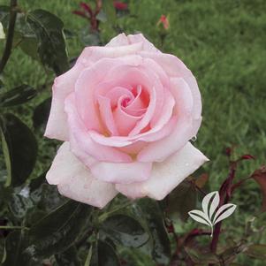 Rosa 'Pink Promise' 