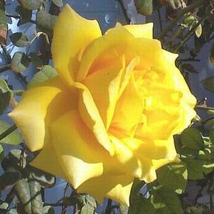 Rosa 'Royal Gold' 