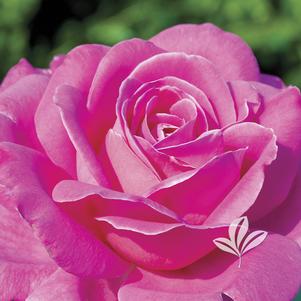 Rosa 'Pink Peace' 