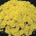 Chrysanthemum 'Bernadette Yellow' 